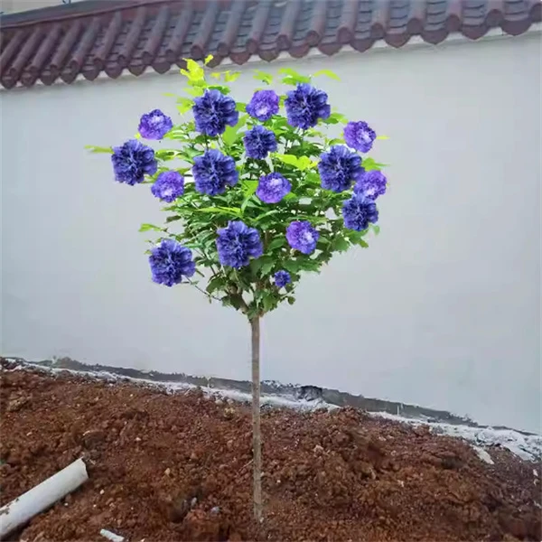 一米高棒棒糖蓝莓冰沙木槿耐寒耐热灌木花卉庭院阳台重瓣大花