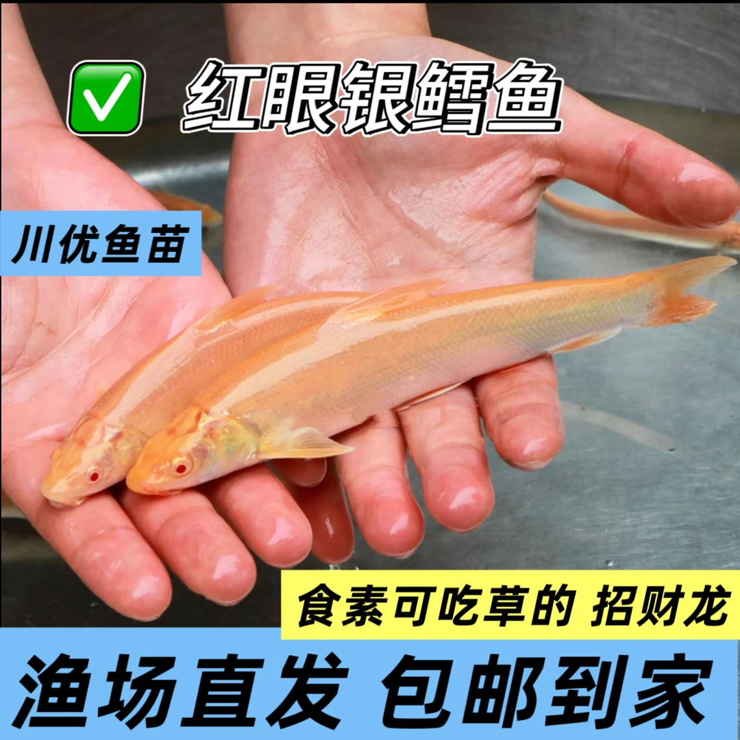 红眼银鳕鱼 招财龙 大麟鲃 淡水养殖食用观赏鱼食素可吃草