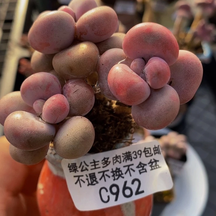 腰子桃蛋6cm962多肉植物