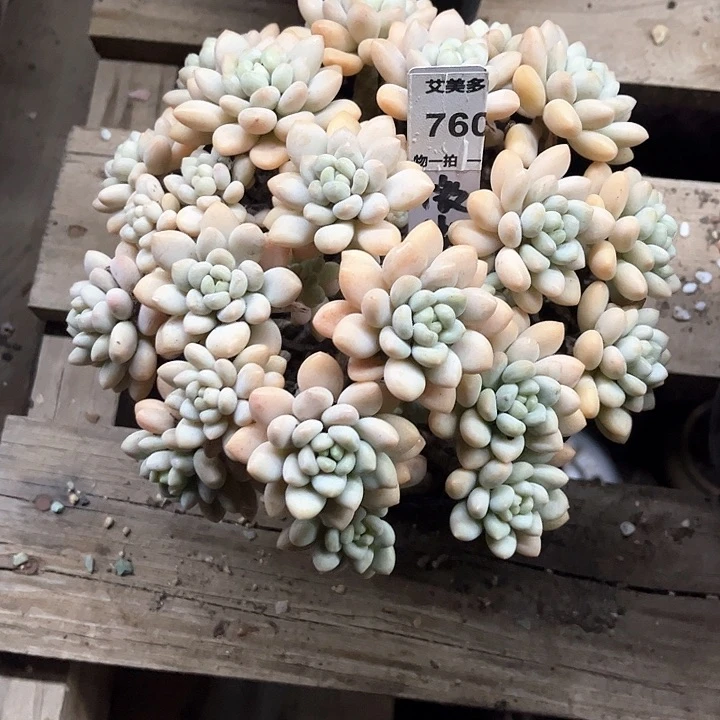 红陶湫**u鱼子酱多肉植物一颗