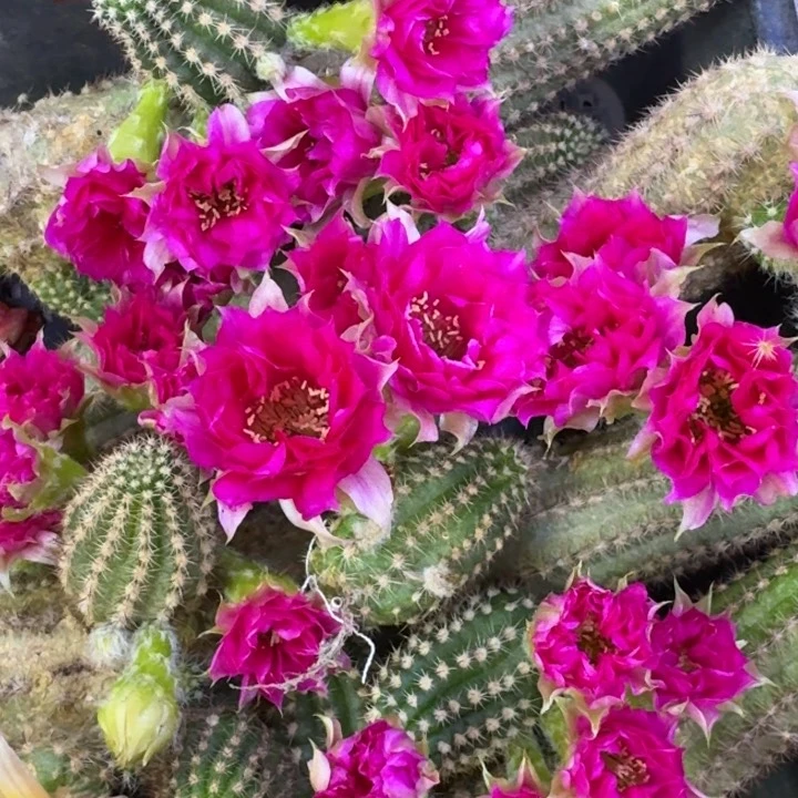 15白檀品红歪2个无根侧牙小，20包邮