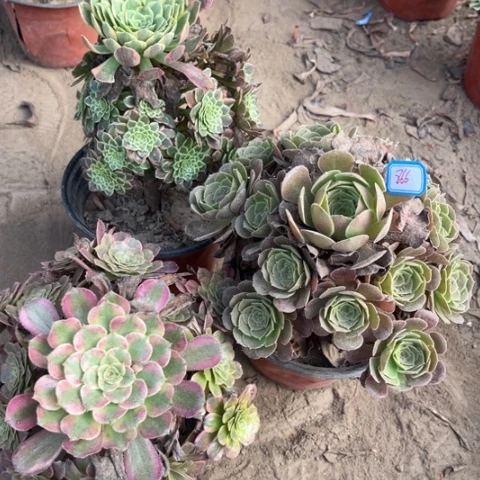 866多肉植物组合，