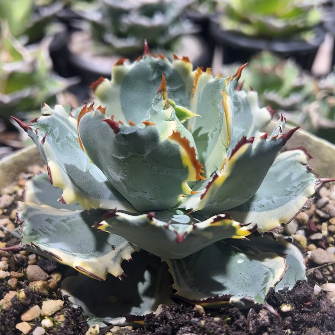 连刺甲蟹龙舌兰植物