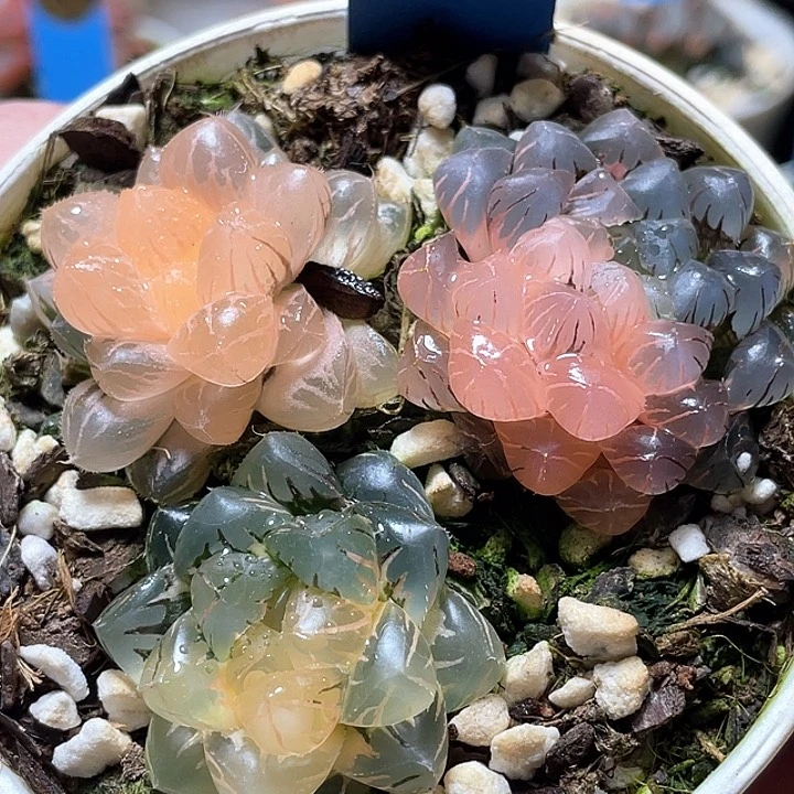 774拼盤一套一物一拍