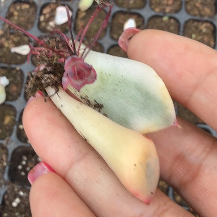 丘比特锦一组叶片