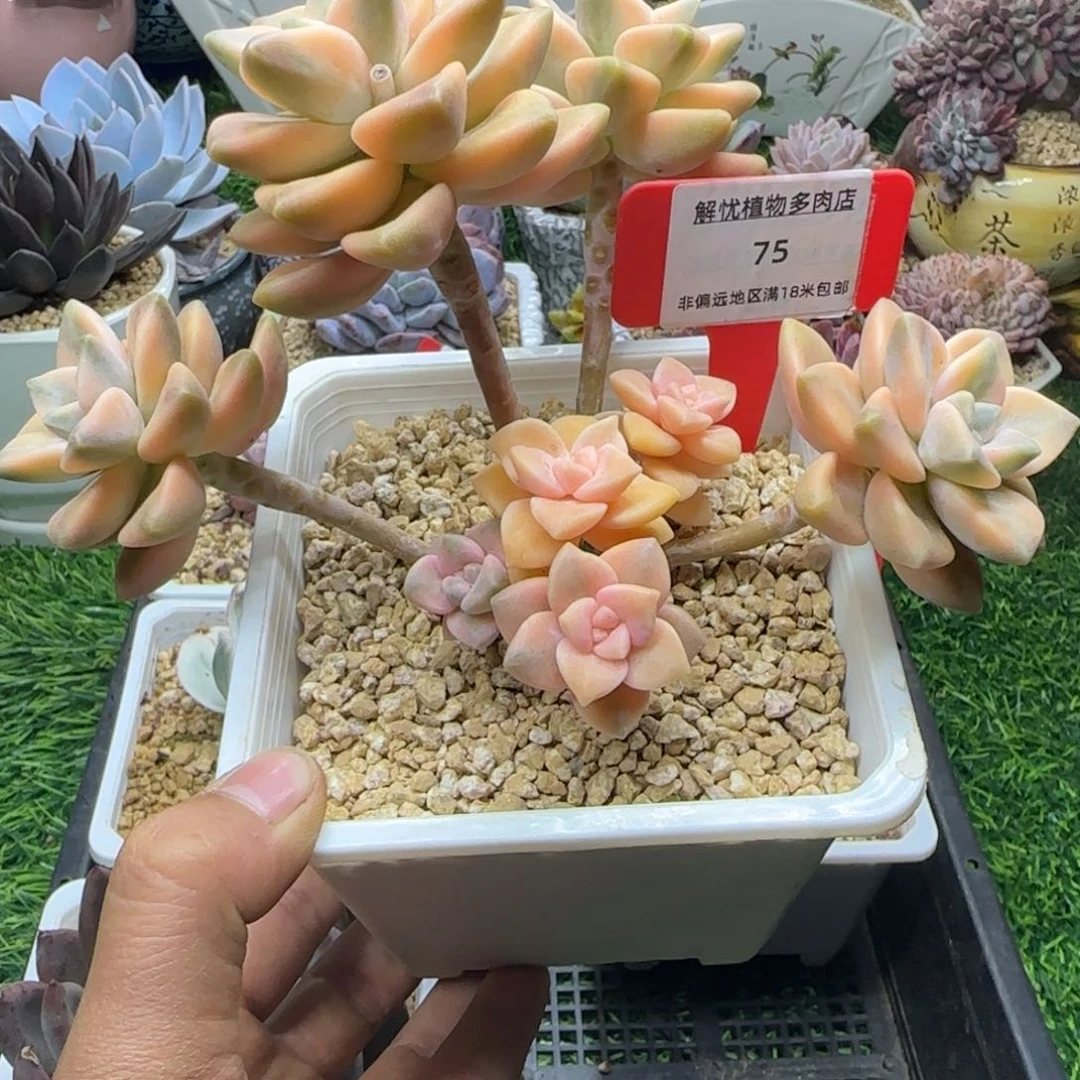 解忧多肉植物编号75