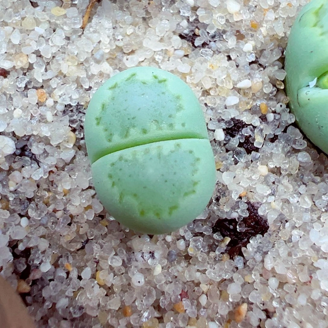 完全开放优秀的肉肉619-10