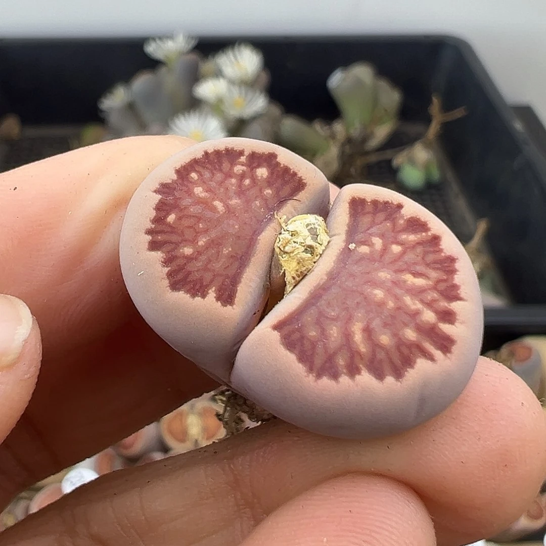 5531美菊菊下班福利炸