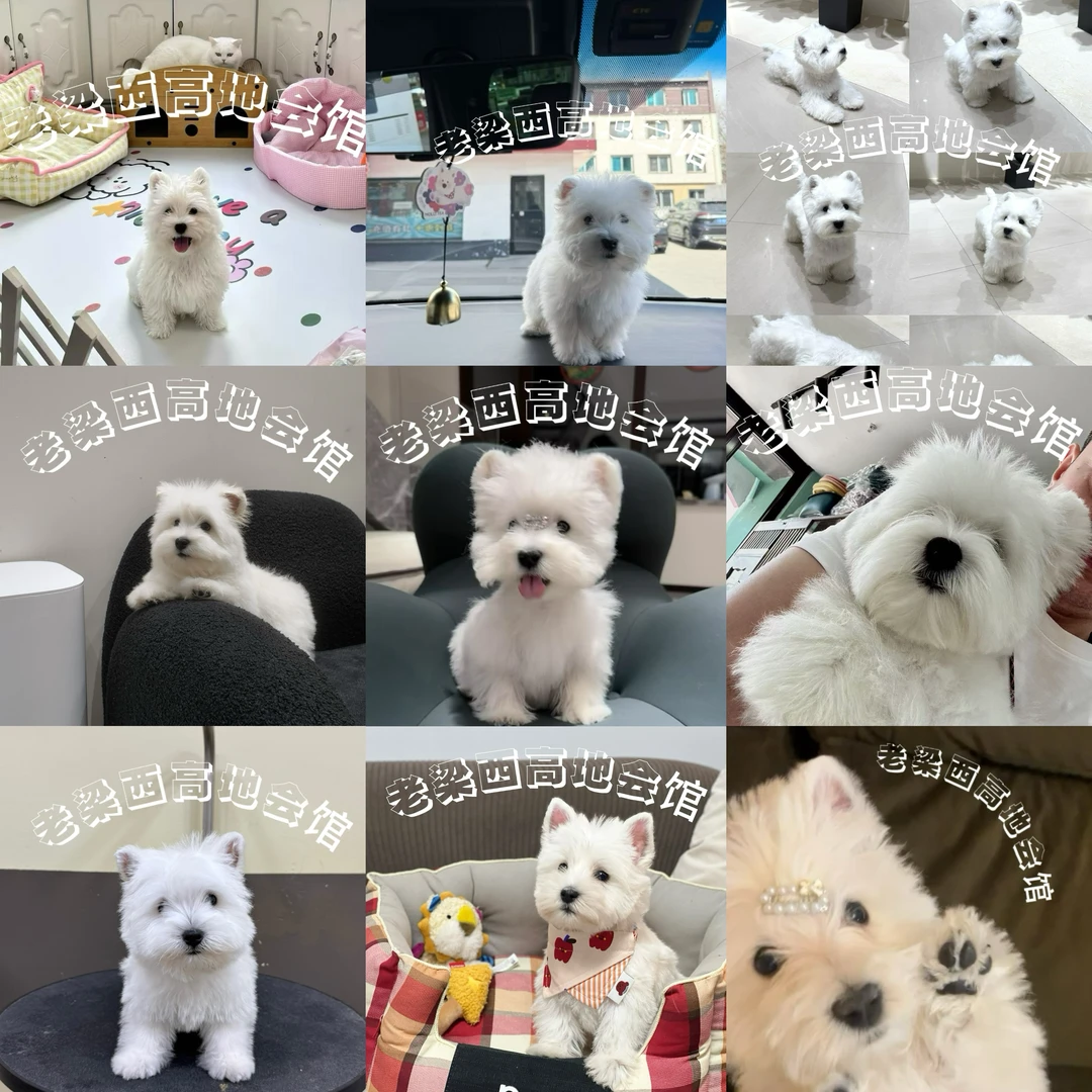 【小梁犬舍】西高地白梗幼犬