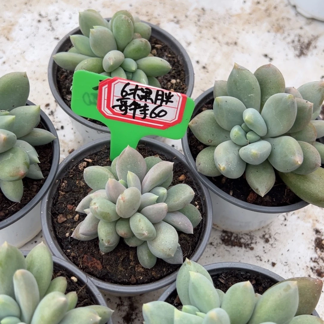 六颗胖体哥特60包邮，除偏远