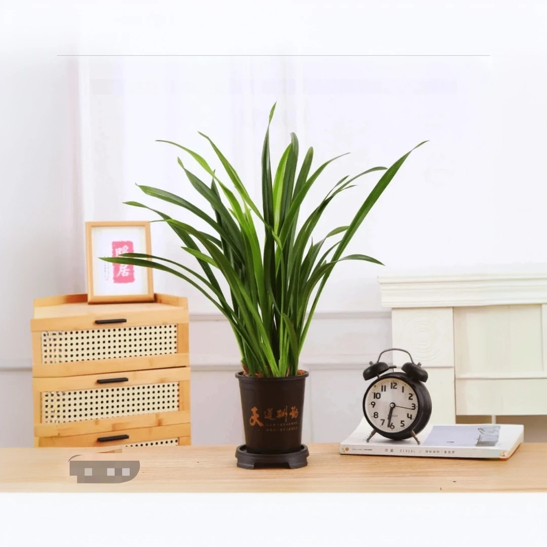 墨兰6-8苗室内栽种易存活好养的墨兰盆栽四季常青