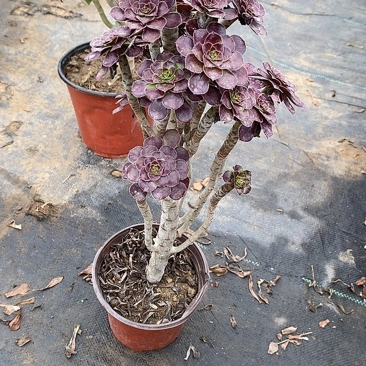 黑法14多肉植物法师法师