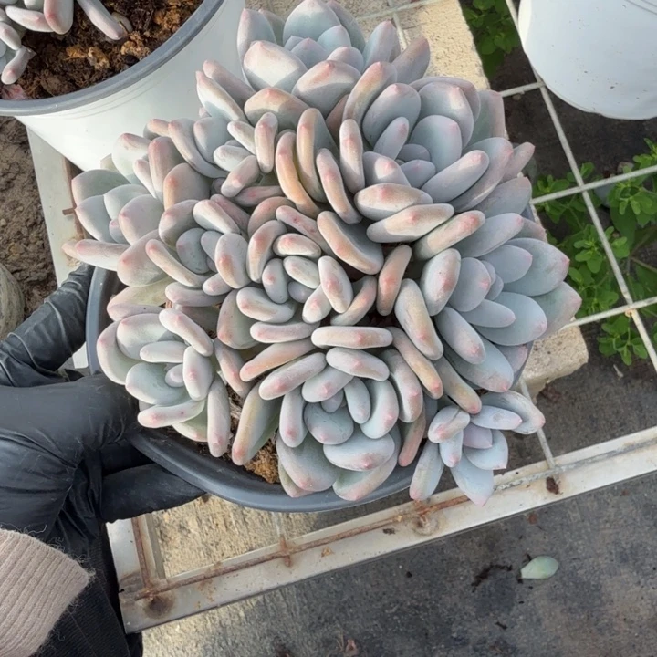 睦***珦15厘米左右一物一拍的