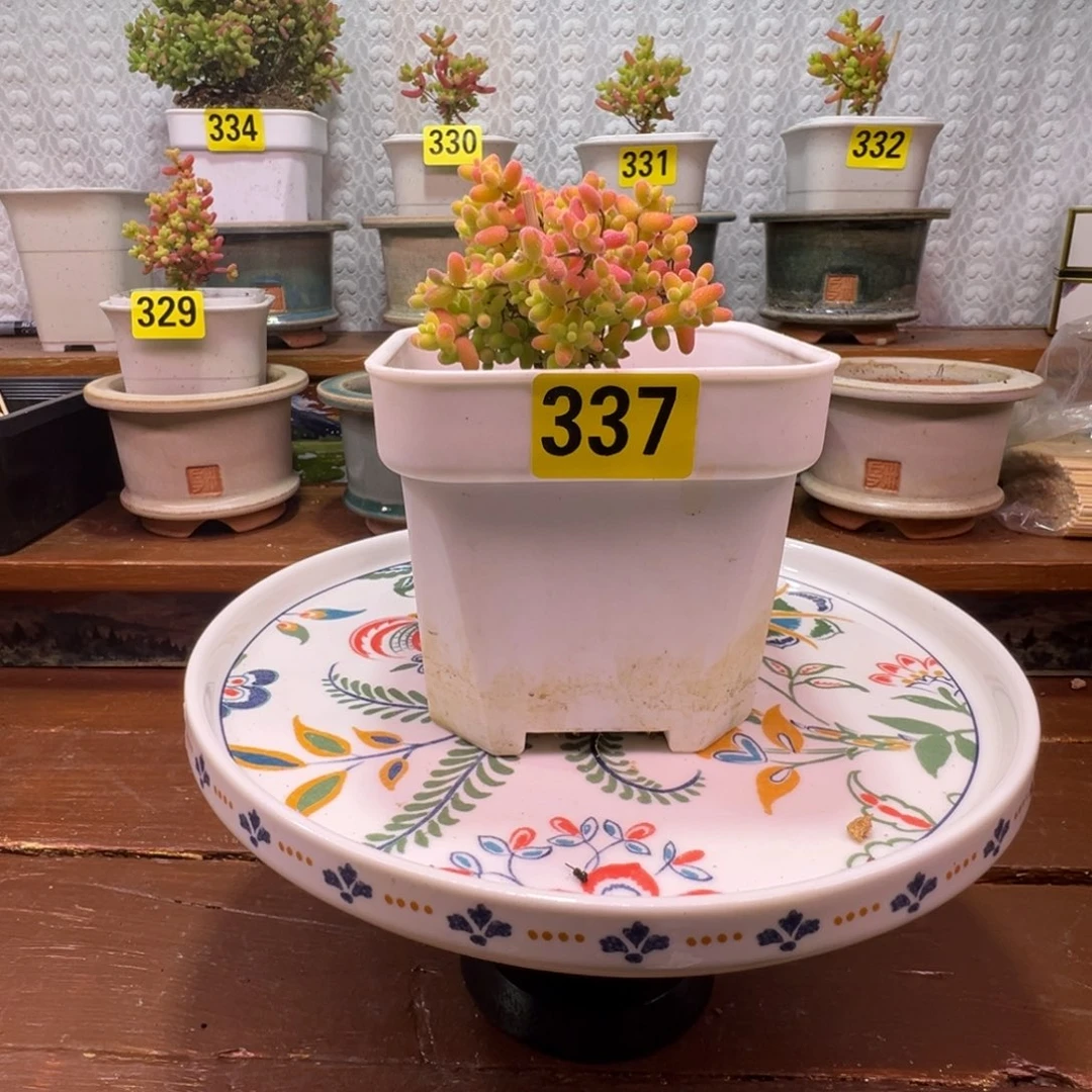 枝干番杏多肉植物337