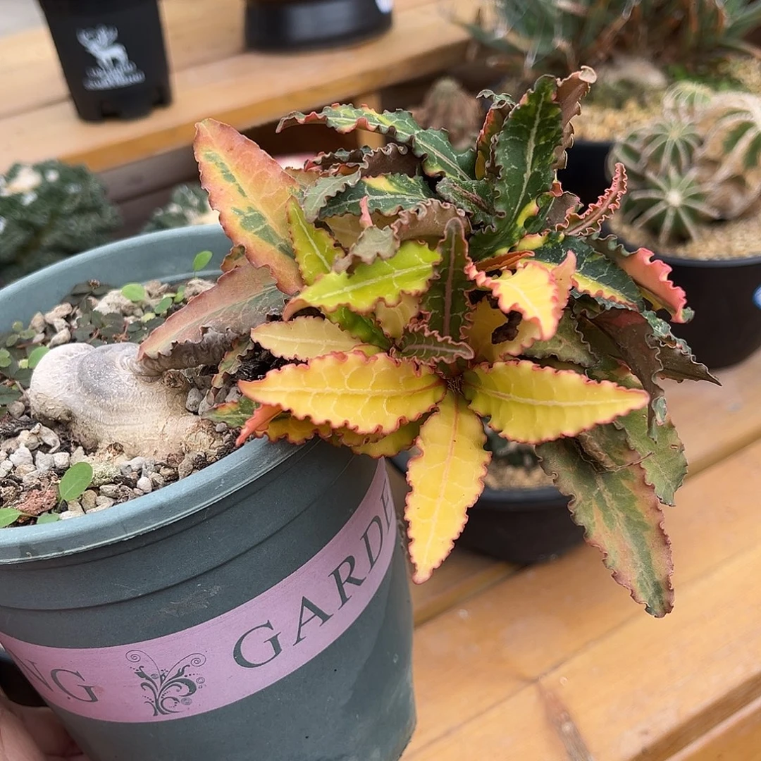 彩叶麒麟锦老桩，潮流植物