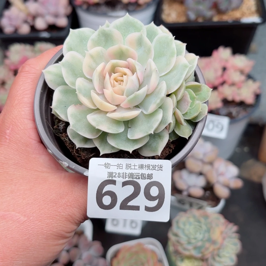 昂斯诺锦无盆土发货