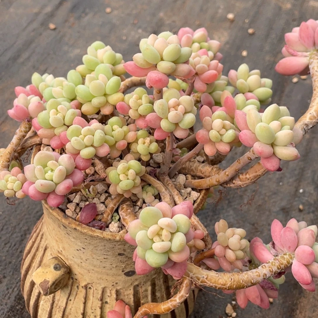 鱼子酱老桩飘枝群生