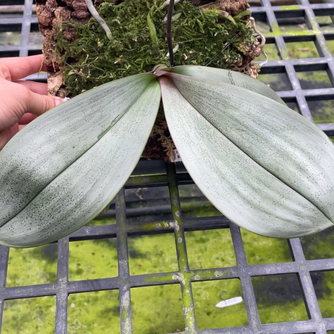 全部花苞（板植）银叶粉桑德