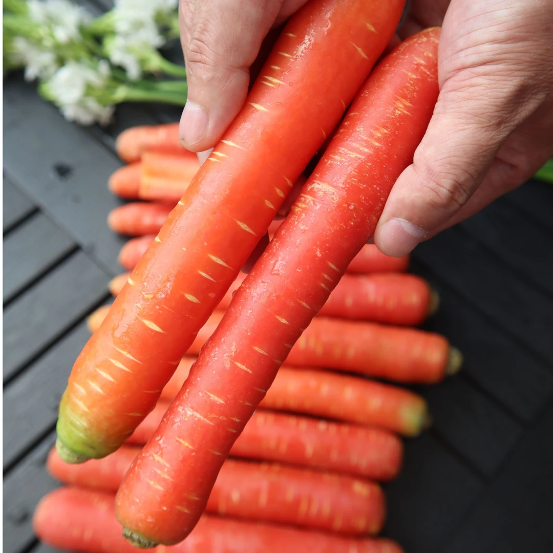 陕西水果红萝卜 4.5斤 现摘现发带泥发货xm