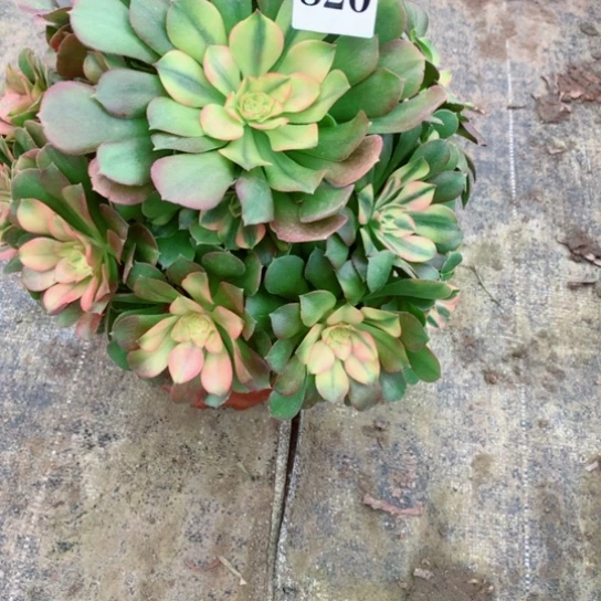 小*格多肉植物香妃820寄养