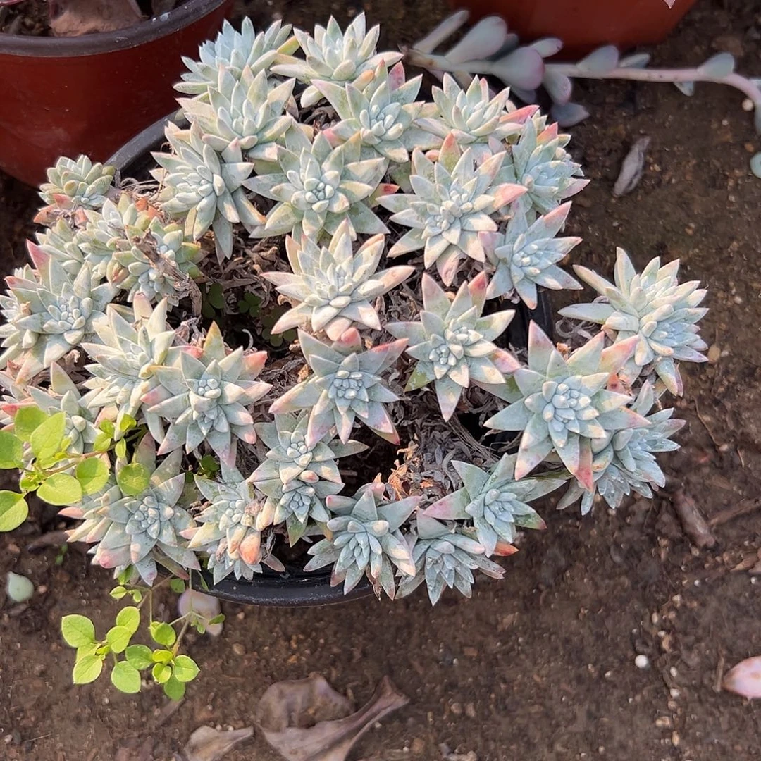 多肉植物白菊老庄