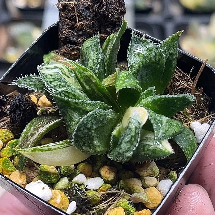 392三头实生寿锦头家多肉十二卷