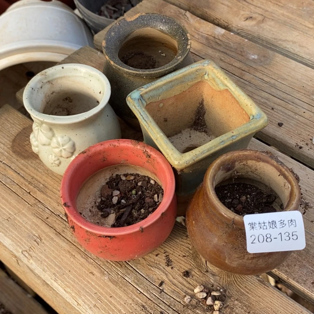 135号五颗小可爱多肉盆