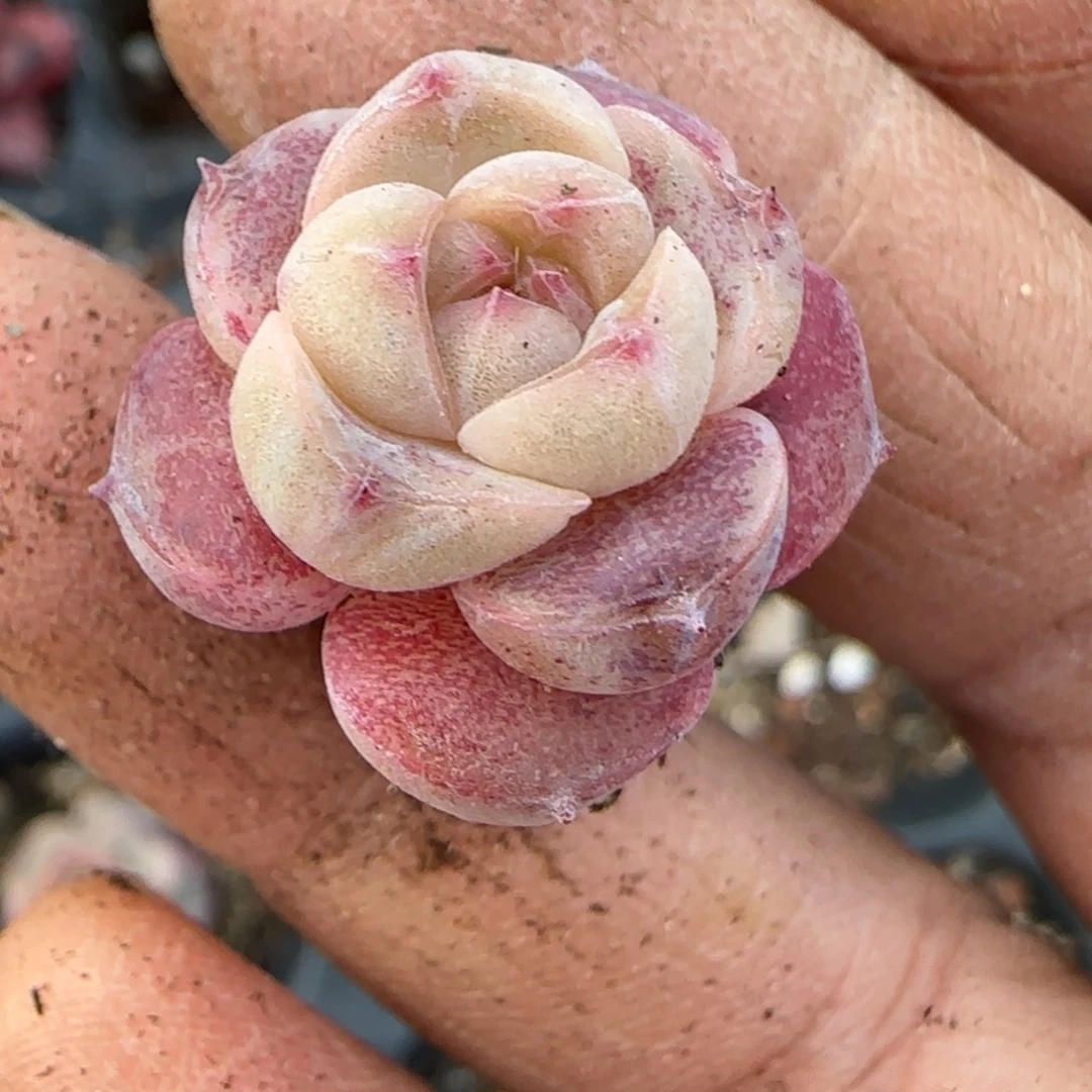 一***W多肉小卡拉米糖心一物一拍