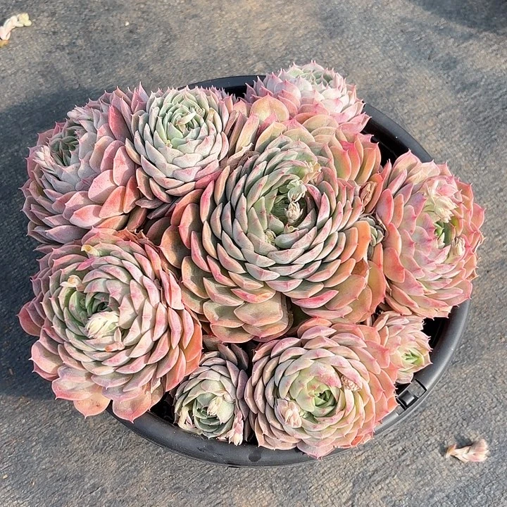 多肉植物，昂斯若