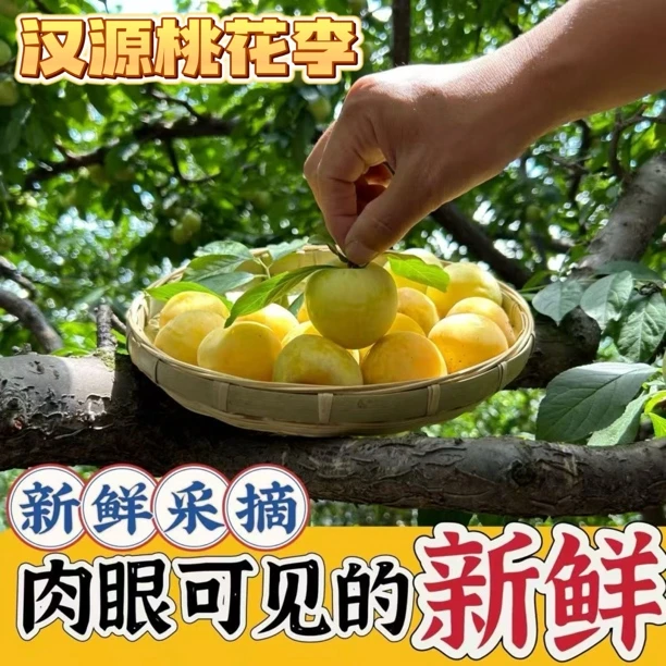 四川桃花李冰糖李子新鲜水果李子玉皇李3斤5斤现摘现发汁水充足
