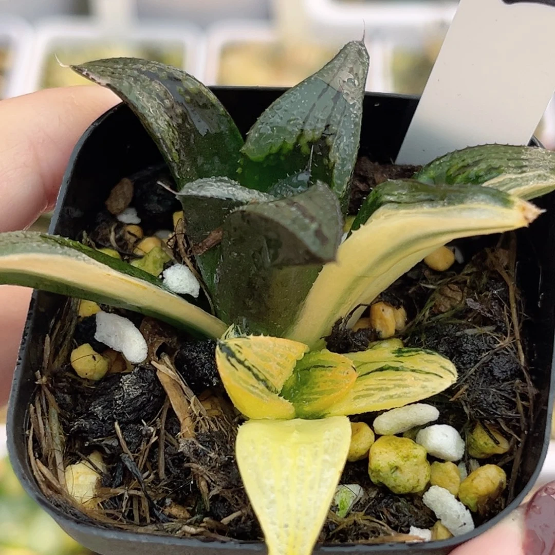 2茜云芭提雅锦带仔福利专场