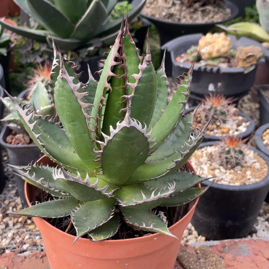 无花朵强密刺霍利达