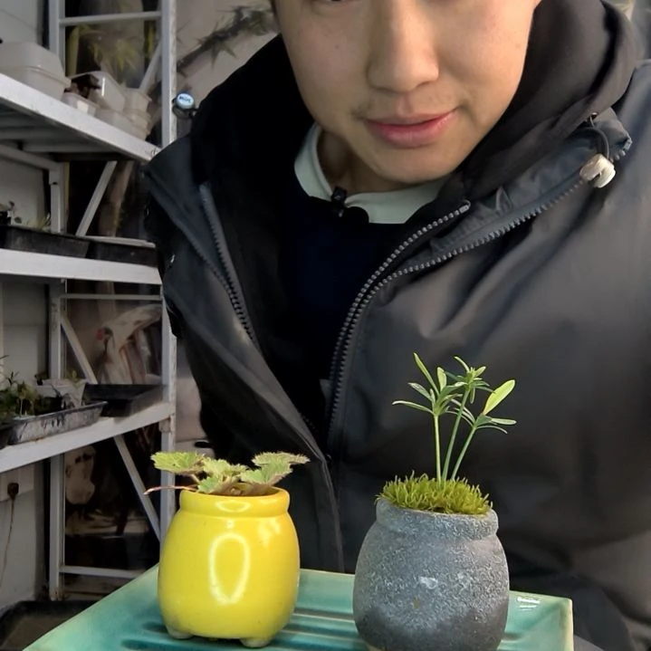 爱****鱼小盆景小植物一物一拍179