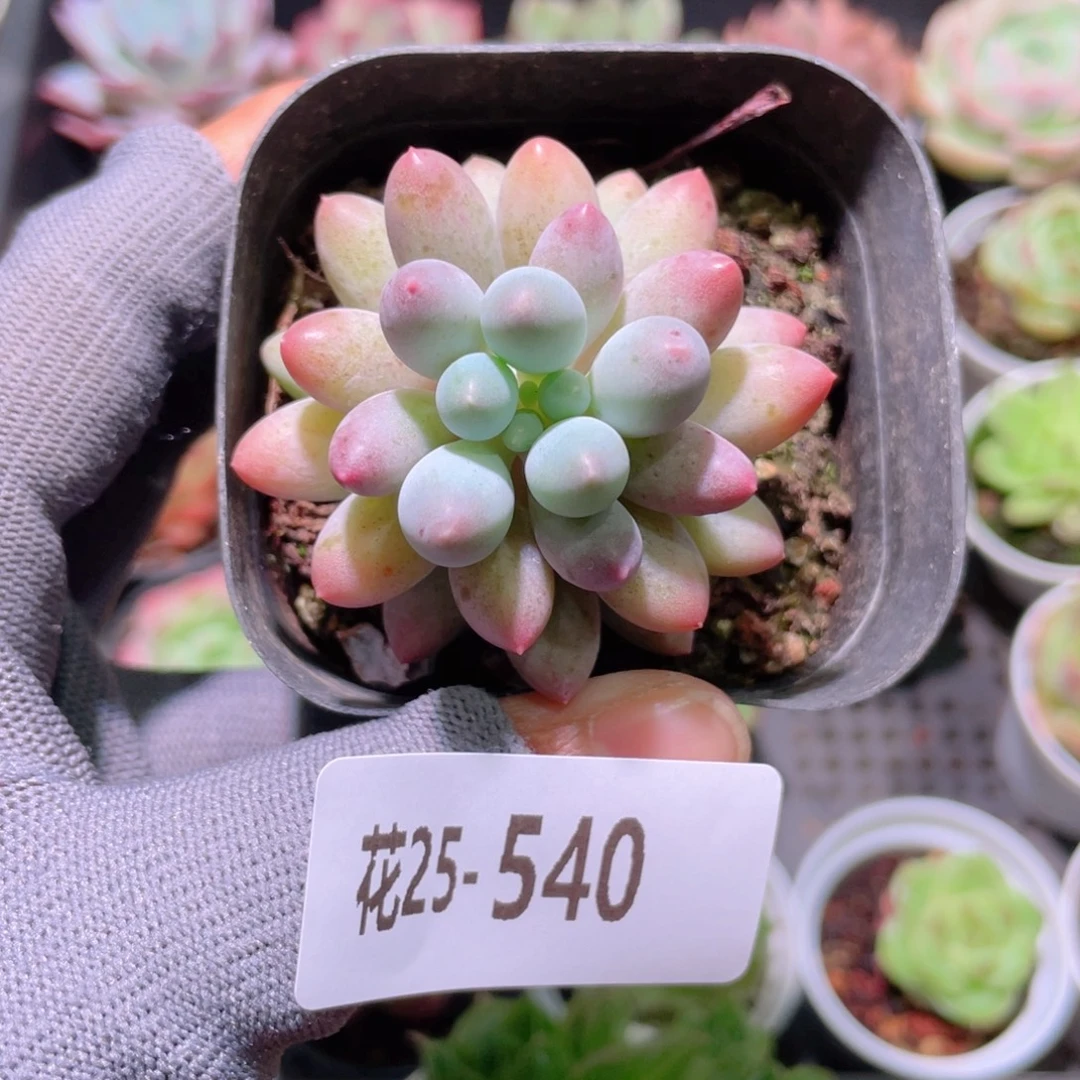 花利美25-540婴儿手指