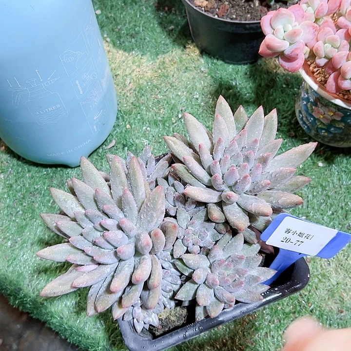 20.77红蜻蜓一个脱土