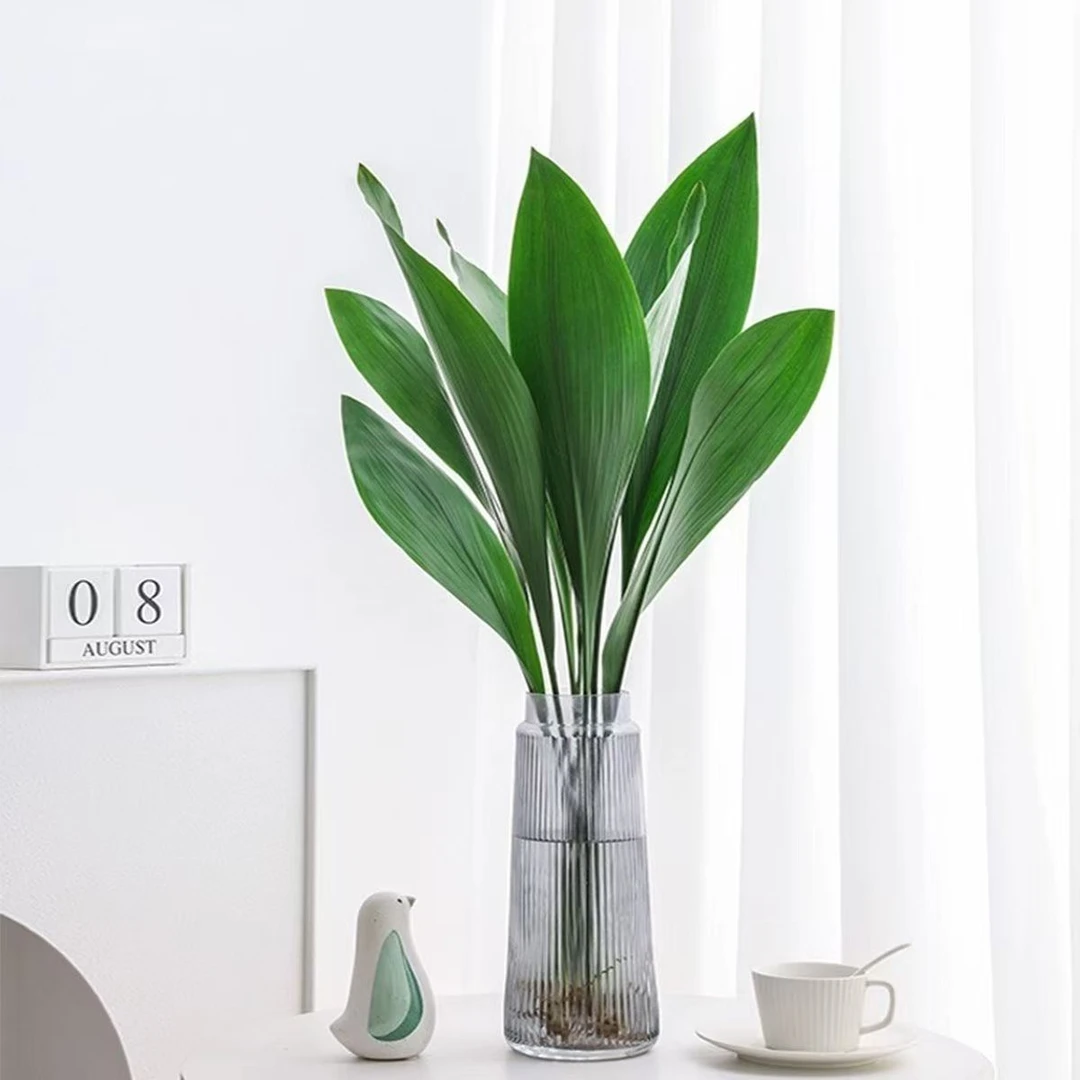 水培一叶兰室内盆栽四季常青好养活净化空气绿植