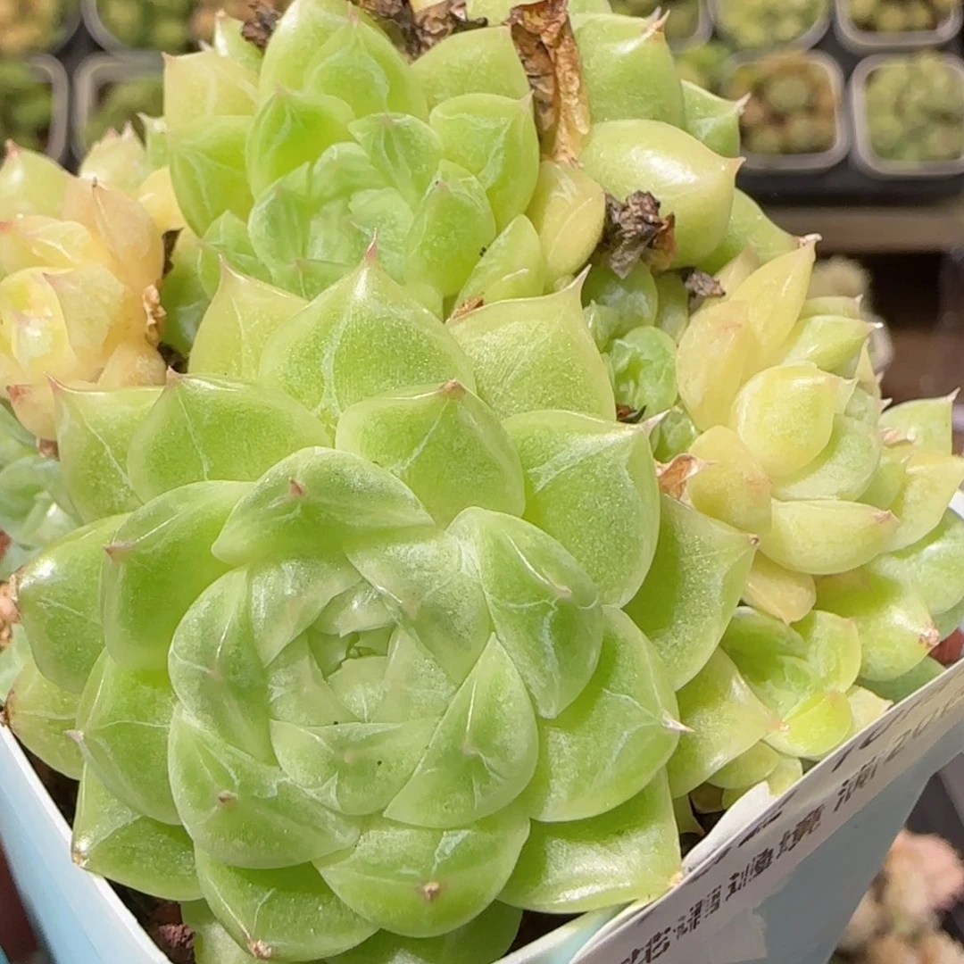 花语逸镜1025-182麦秆散