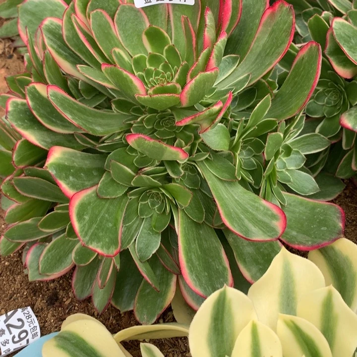 高****】308多肉植物一物一拍