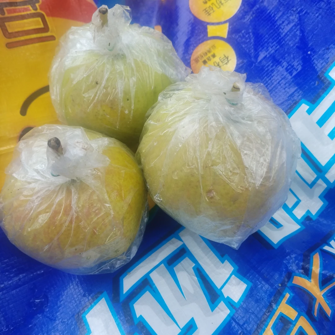 现摘现卖玉露香梨
