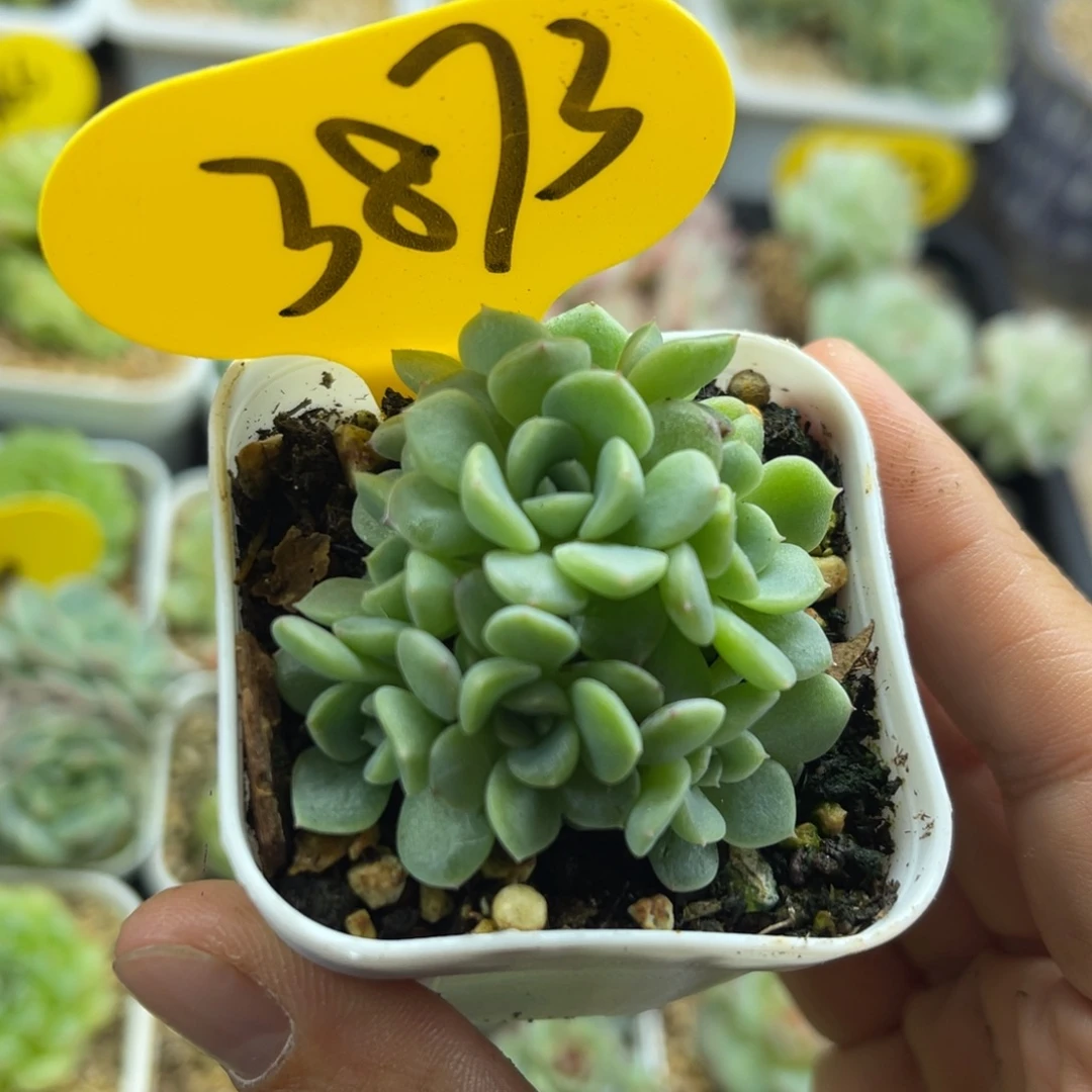 福利纸鸢7头朵朵群3873