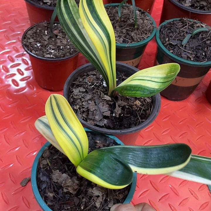 君子兰四季开花稀释甲醛