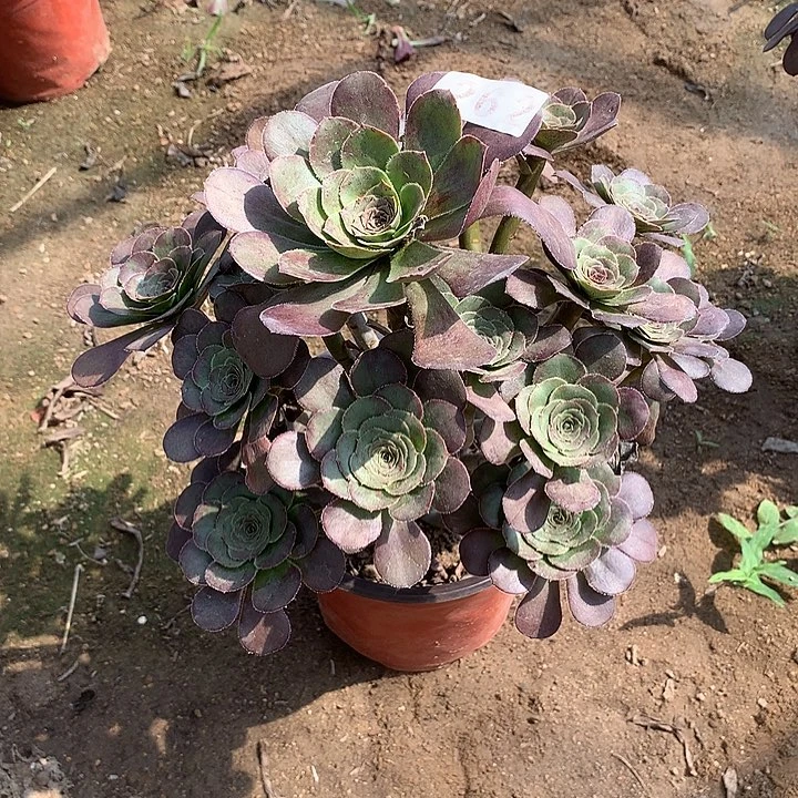 多肉植物灰法师262号