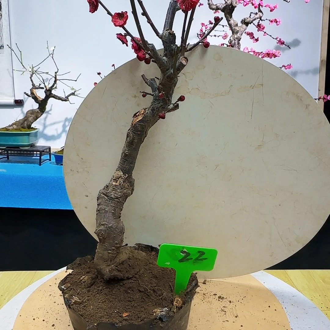 无铅玻璃广****洋d g h j k l