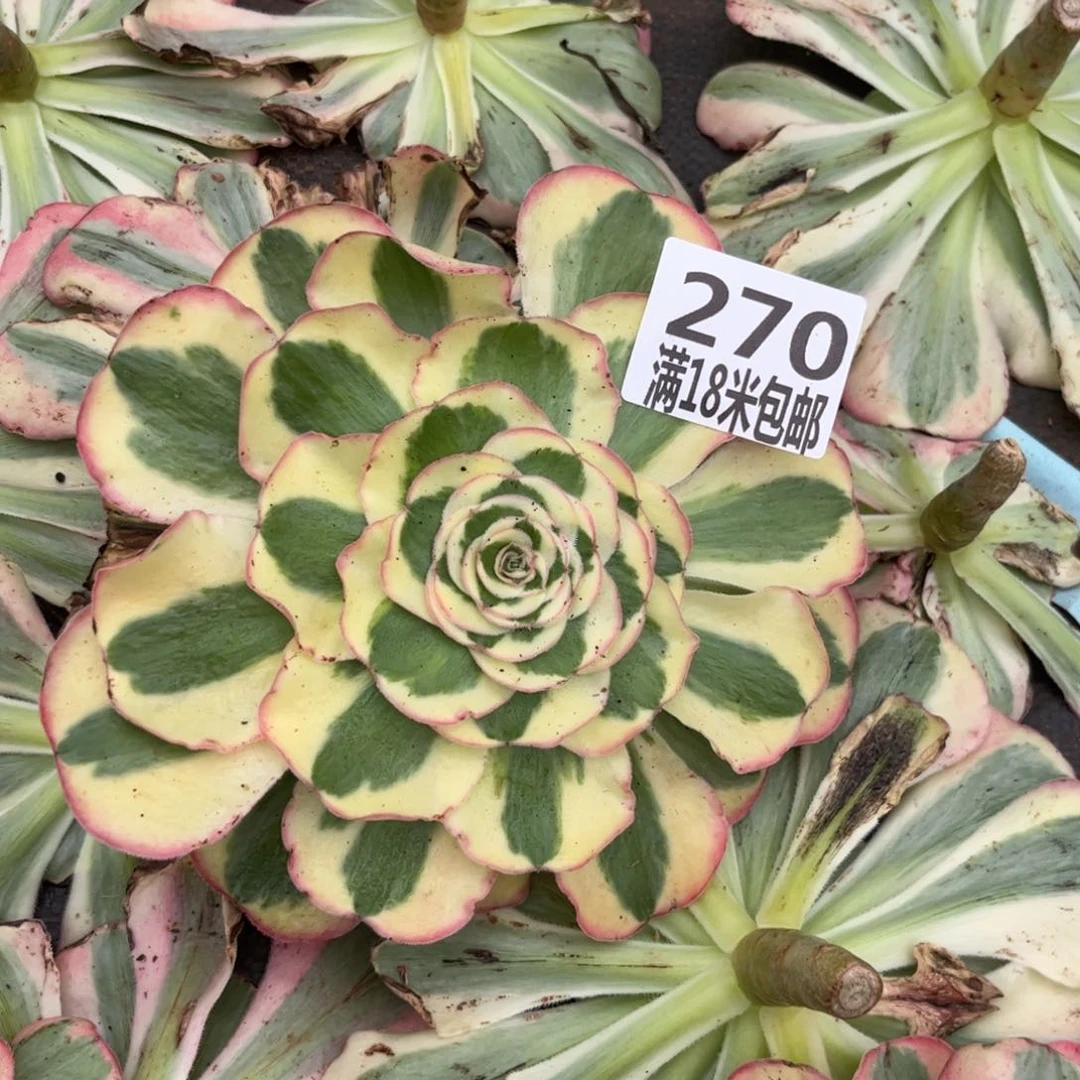 妞***妈270云南多肉君美丽单头无根