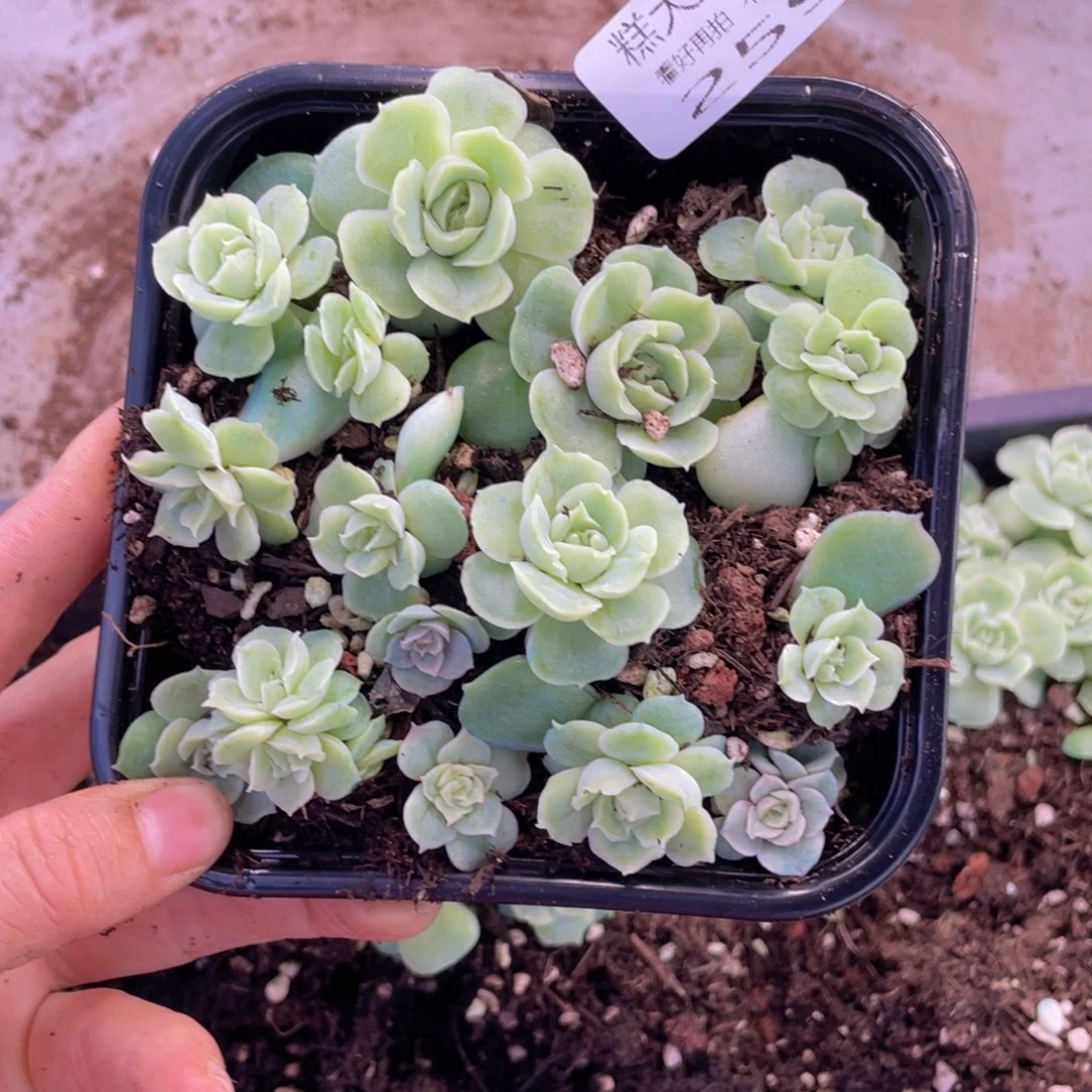 糕大上多肉植物259