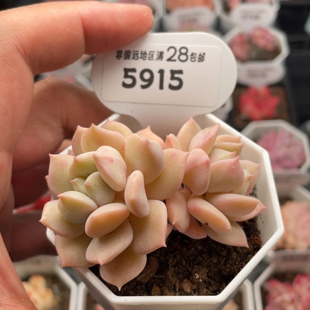 超奶5915-6.5厘米