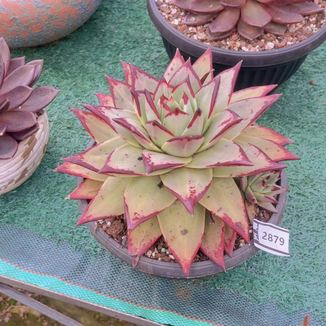 乌木多肉植物2879