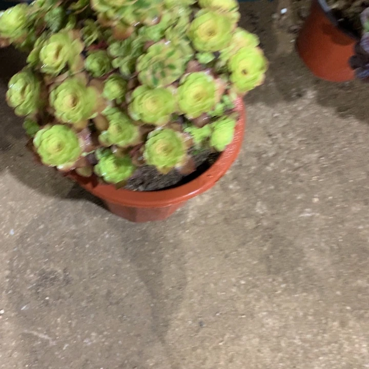 半***过904雨荷多肉植物特价