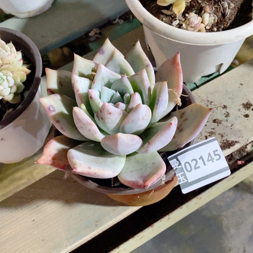 【闪购商品】钦*群卡02145