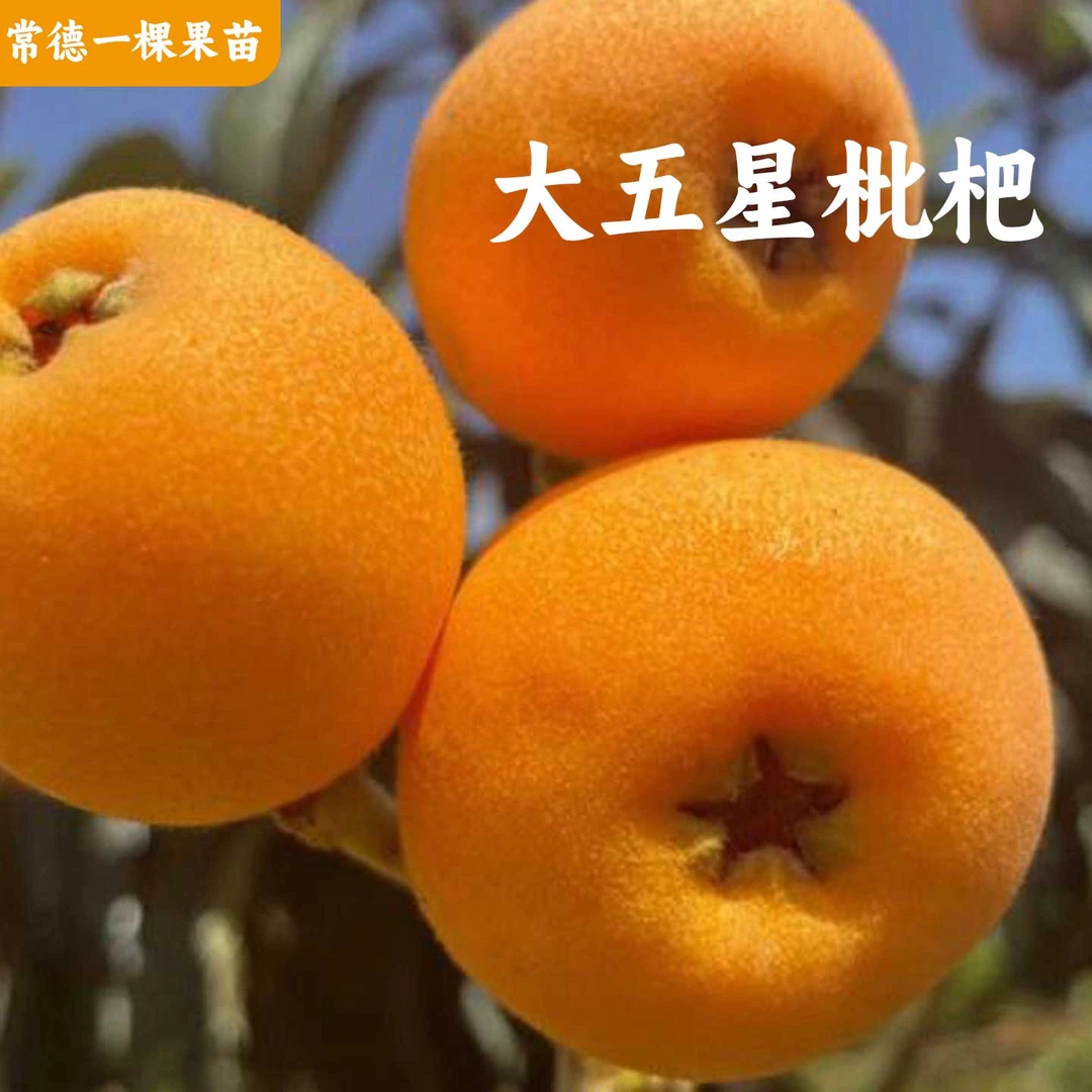 大五星枇杷1年杯苗果树苗盆栽地栽庭院种植